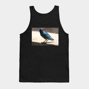 Superb Starling, Kenya Tank Top